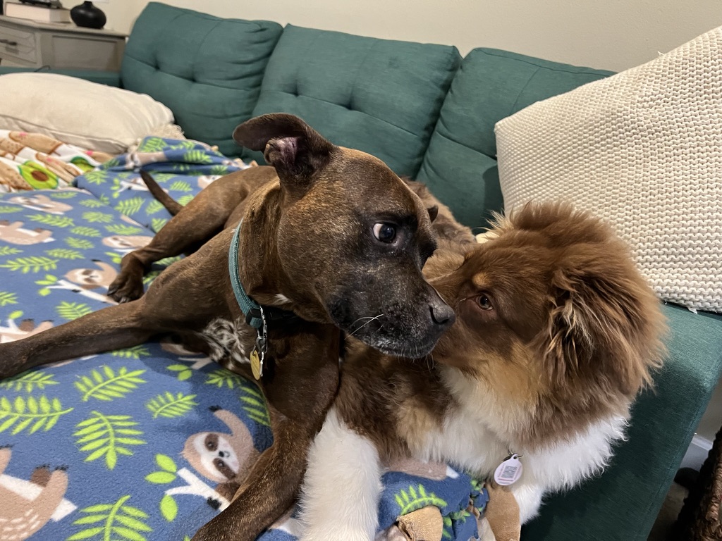 Raising a Puppy with a Senior Dog