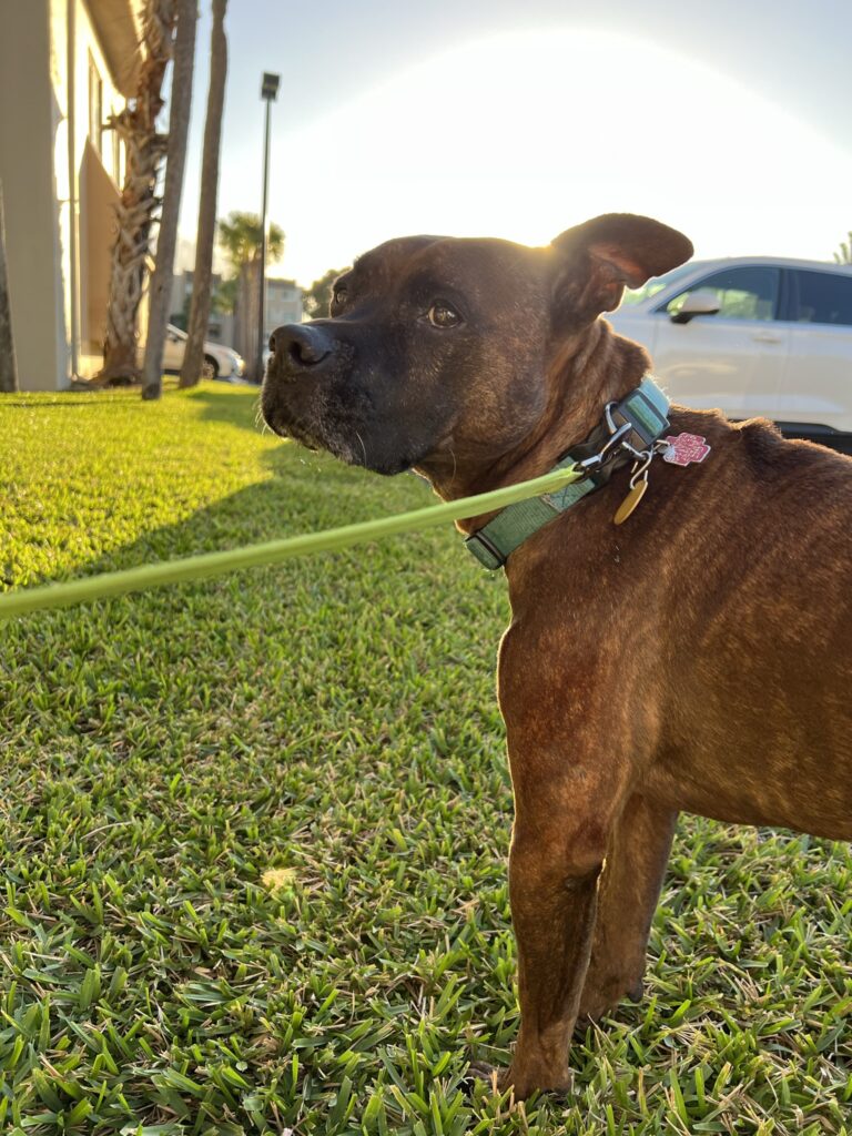 Raising a Puppy with a Senior Dog