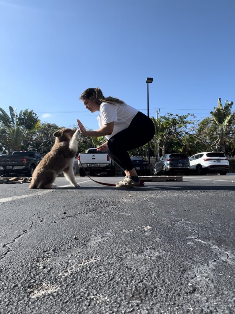 Raising a Puppy with a Senior Dog