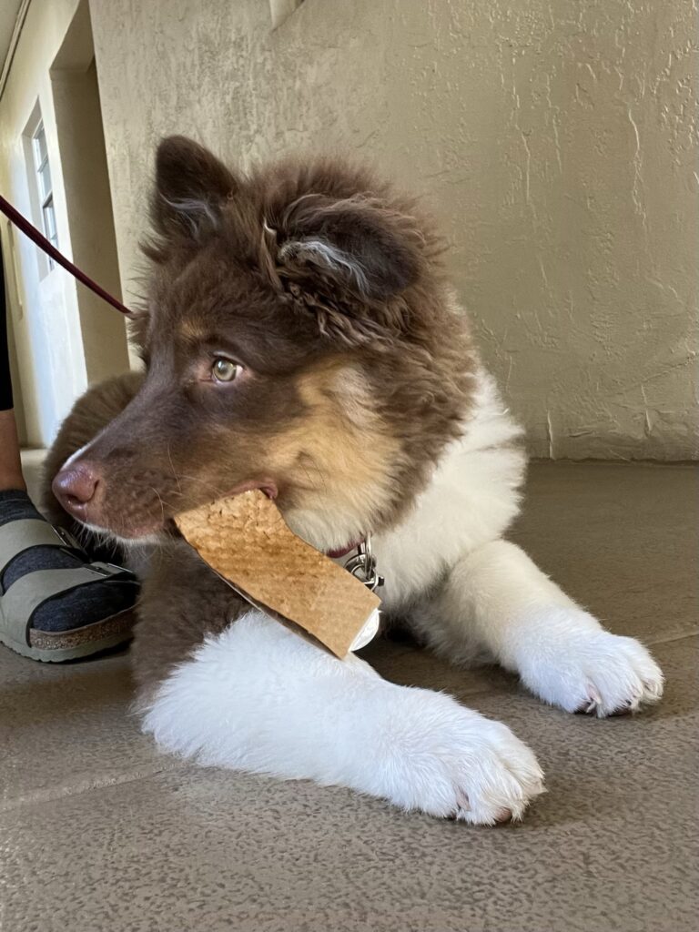 Raising a Puppy with a Senior Dog