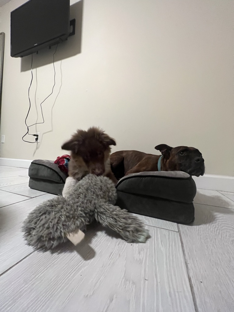 Raising a Puppy with a Senior Dog