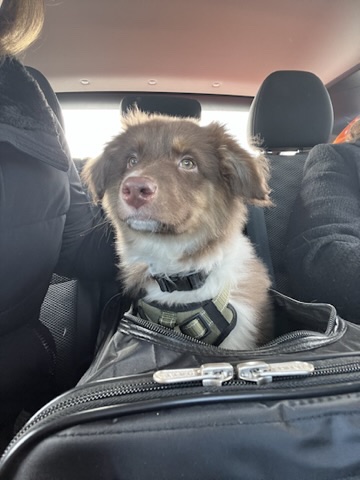 Raising a Puppy with a Senior Dog