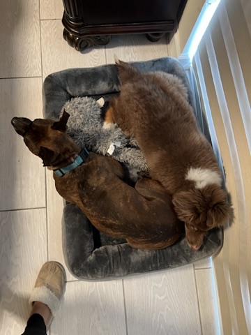 Raising a Puppy with a Senior Dog