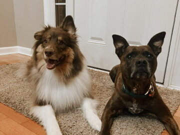 Raising a Puppy with a Senior Dog