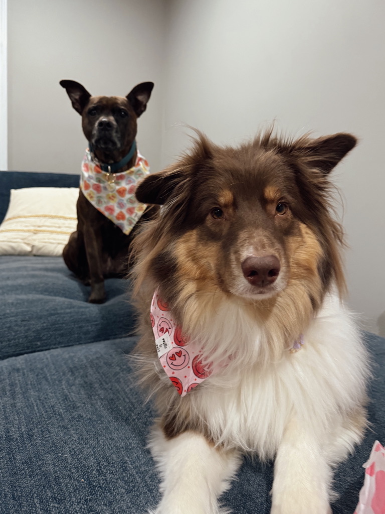 Raising a Puppy with a Senior Dog