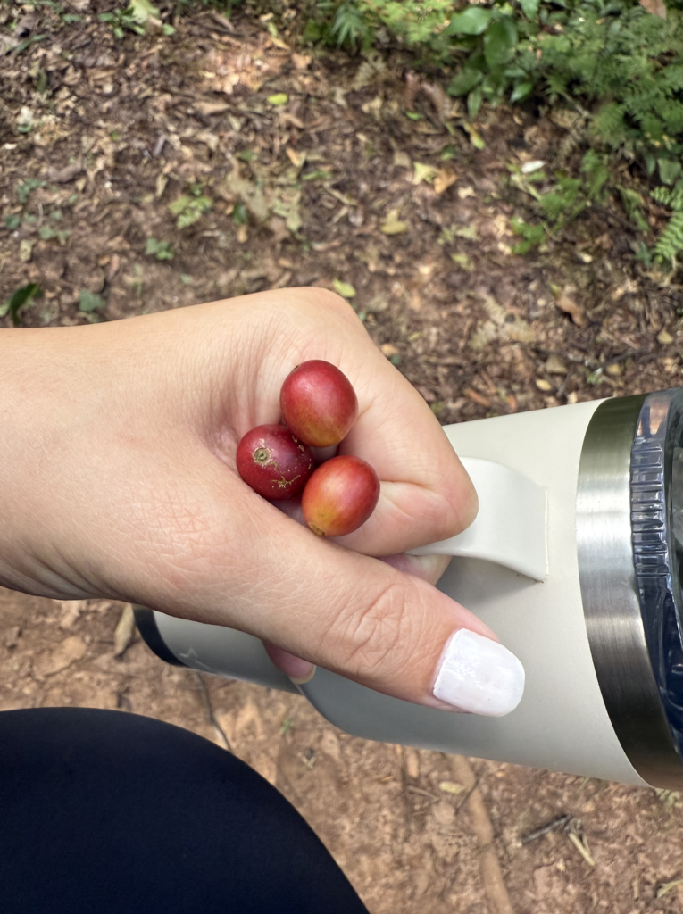 Walking the trails of the Biosfera in Huatulco, Oaxaca in Mexico, tasting coffee beans directly from the trees