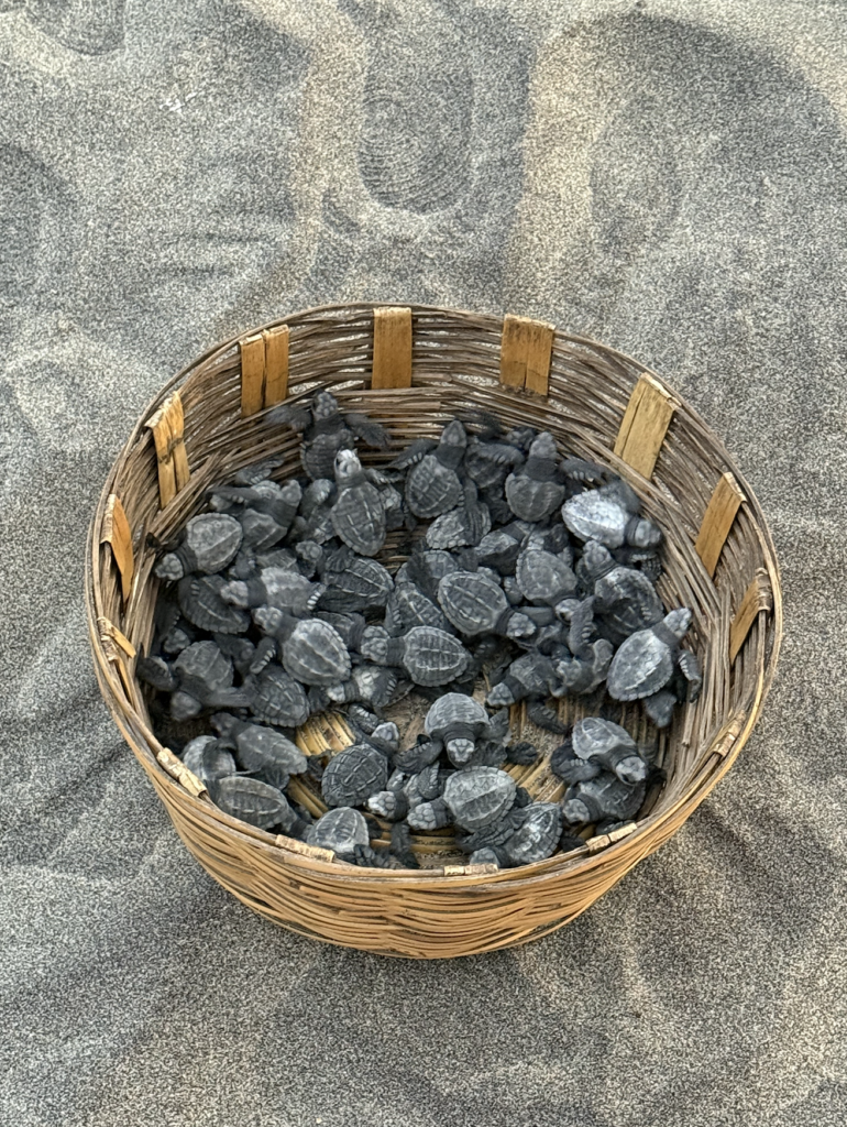 Ventanilla beach in Puerto Escondido, turtle liberation in Oaxaca, Mexico
