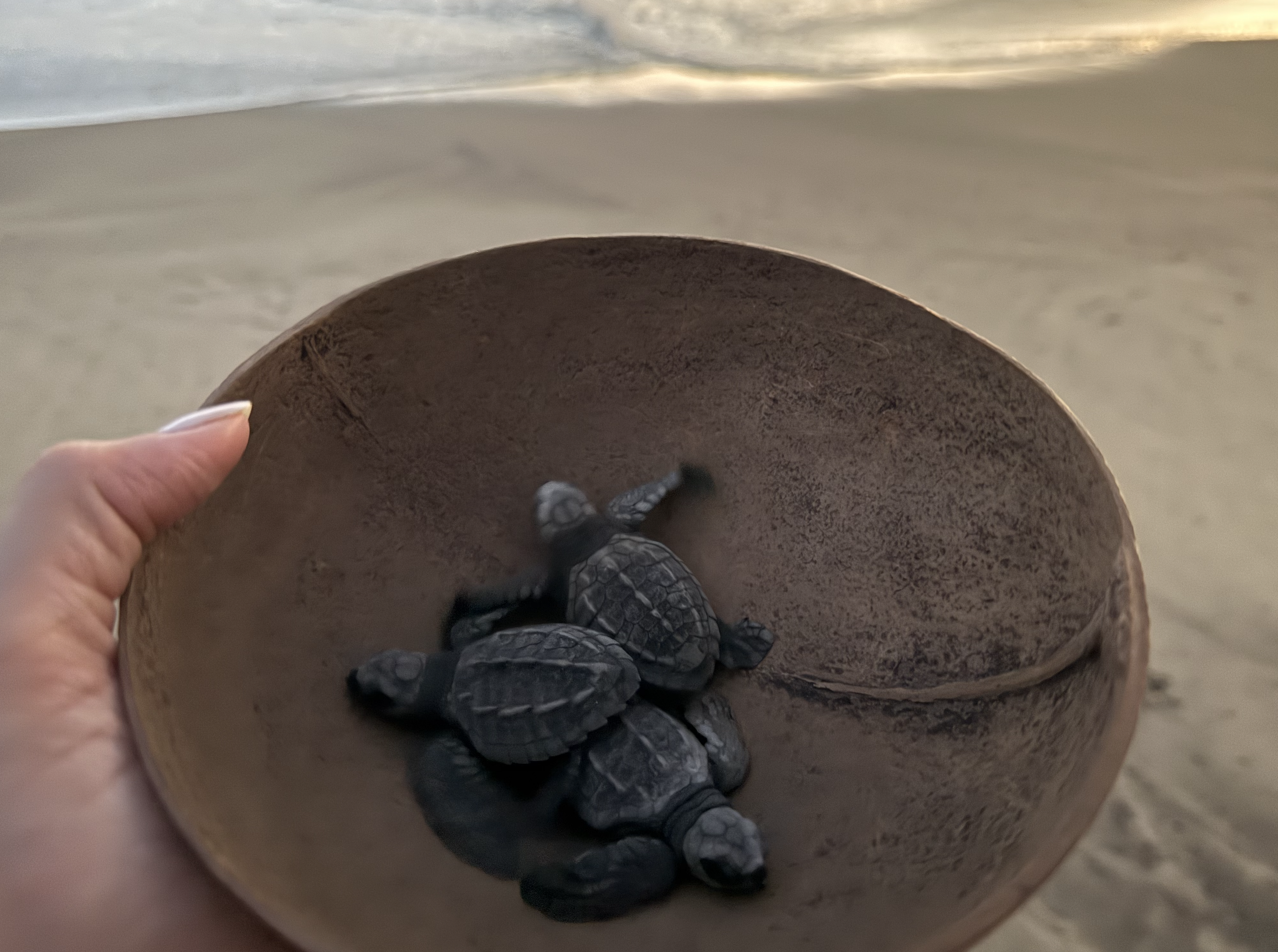 Ventanilla beach in Puerto Escondido, turtle liberation in Oaxaca, Mexico