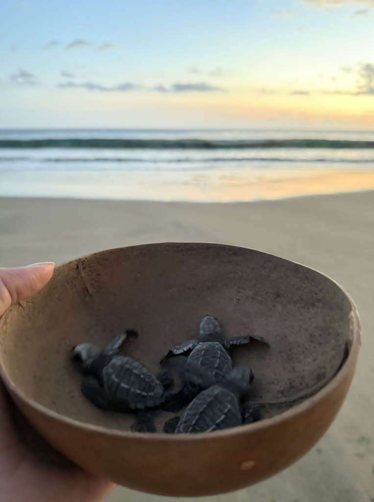 Ventanilla beach in Puerto Escondido, turtle liberation in Oaxaca, Mexico